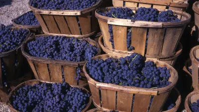 Geerntete Weintrauben liegen in Körben bereit