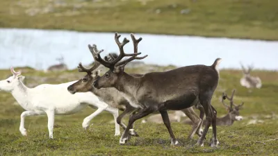 Rentierherde grast auf einer grünen Wiese in Norwegen