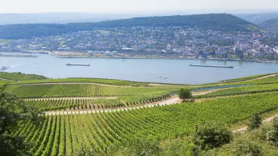 Weinreben bedecken die Hügel mit Blick auf den Rhein und die Stadt Rüdelsheim.