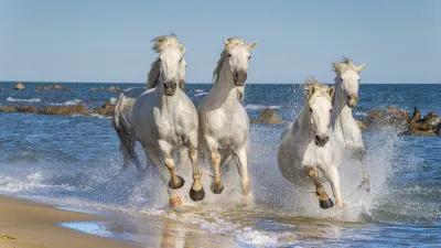 Weiße Pferde galoppieren im flachen Wasser am Strand.