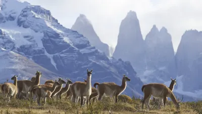 Lamas grasen vor einer schneebedeckten Berglandschaft in Chile.