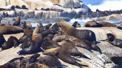 Eine Gruppe von Robben entspannt sich auf den Felsen am Strand.