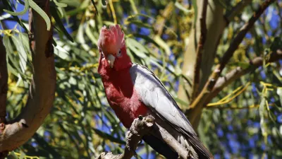 Roter Kakadu sitzt auf einem Ast und blickt zur Seite.