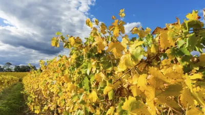 Herbstliche Weinreben mit gelben Blättern in einer Landschaft.