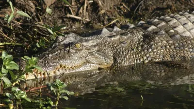 Krokodil liegt im Wasser und sonnt sich im Kakadu-Nationalpark.