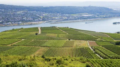 Grüne Weinberge erstrecken sich am Ufer des Flusses Rhein.