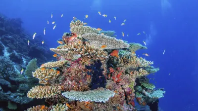Buntes Korallenriff mit Fischen im tiefblauen Meer.