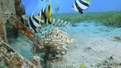 Ein buntes Korallenriff mit einem Stachelrochen und Fischen.