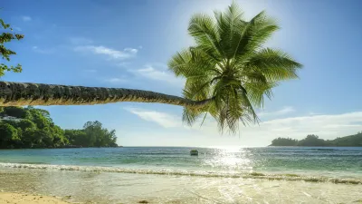 Palme über dem weißen Sandstrand an den Seychellen.