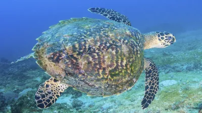 Eine Meeresschildkröte schwimmt friedlich unter Wasser.