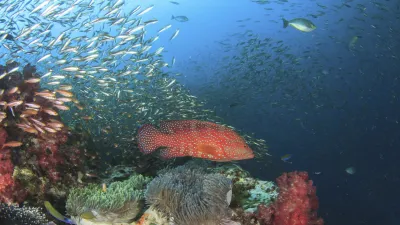 Roter Korallenbarsch schwimmt über buntem Korallenriff