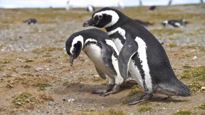 Zwei Magellan-Pinguine stehen auf sandigem Untergrund zusammen