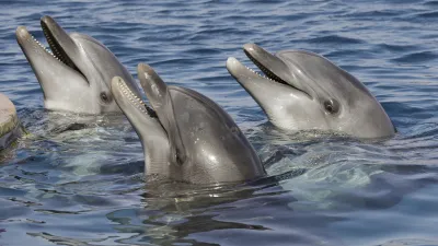 Drei Delphine tauchen mit geöffneten Mäulern aus dem Wasser auf.