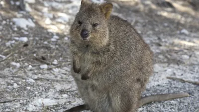 Ein Quokka sitzt auf einem steinigen Weg und schaut in die Kamera.