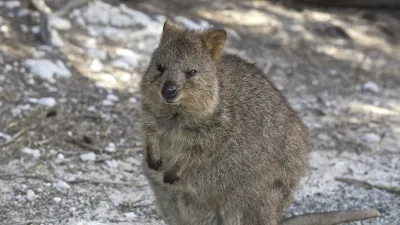 Quokka
