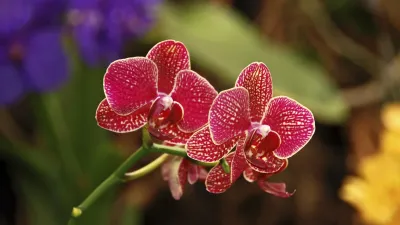 Rote Orchideen blühen inmitten grüner Vegetation.
