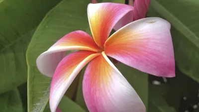 Rosa Frangipani-Blume blüht vor grünem Hintergrund.