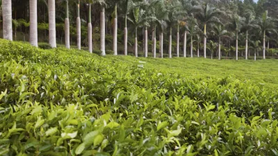 Grüne Teeplantage mit Bäumen im Hintergrund