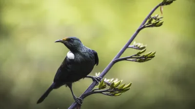Ein Tui-Vogel sitzt auf einem Ast mit grünen Trieben.