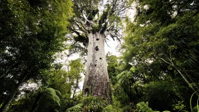 Majestätischer Kauri-Baum ragt im neuseeländischen Waipoua-Wald empor