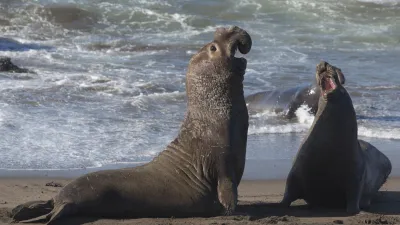 Zwei See-Elefanten kämpfen am Strand in Kalifornien.