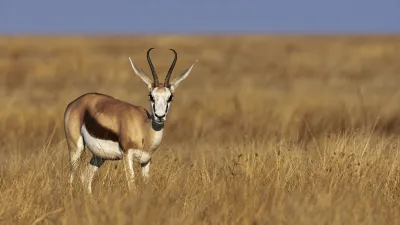 Ein Springbock steht im hohen Gras der namibischen Savanne.