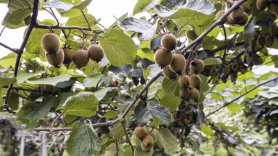 Reife Kiwis hängen an einem grünen Zweig auf einer Plantage.