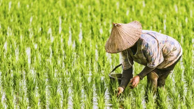 Bauerin pflanzt Reispflanzen auf einem grünen Feld.