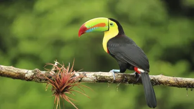 Ein bunter Tukan sitzt auf einem Ast im grünen Dschungel.