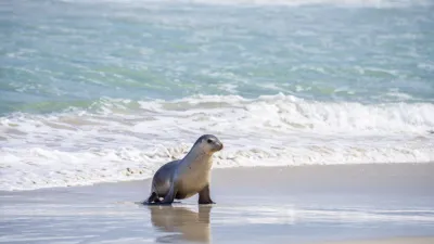 Ein junger Seelöwe liegt am Strand und blickt ins Meer.