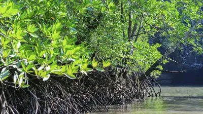 Mangrovenwurzeln erstrecken sich ins Wasser.