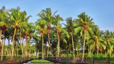 Kokospalmen säumen den Strand unter blauem Himmel