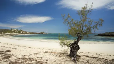 Ein Baum wächst am weißen Sandstrand mit türkisfarbenem Wasser.