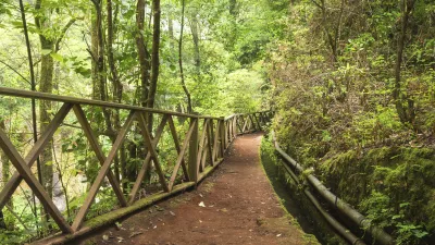 Wanderweg durch den grünen Lorbeerwald auf La Palma