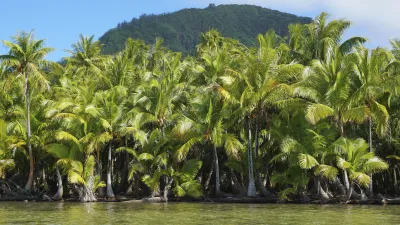 Grüne Kokospalmen säumen die Ufer eines Sees in Französisch-Polynesien.
