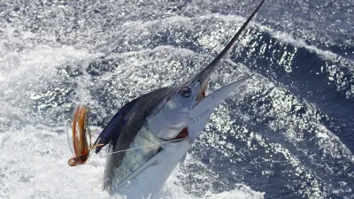 Ein gestreifter Marlin springt aus dem Meer
