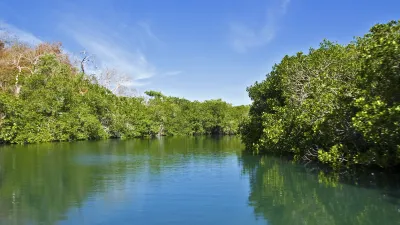 Grüner Mangrovenfluss mit dichter Vegetation an den Ufern.