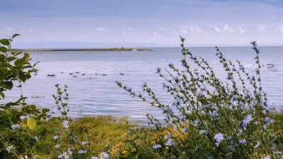 Blühende Pflanzen am Ufer des Sankt-Lorenz-Stroms in Quebec.