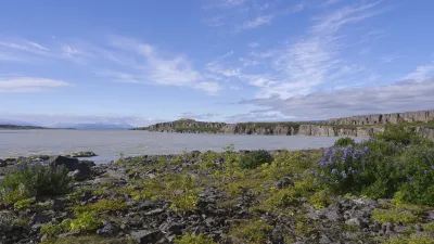 Uferlandschaft mit violetten Blumen und dem Lagarfljot See