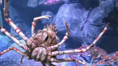 Ein großer Königskrabbe mit roten Beinen im Aquarium.