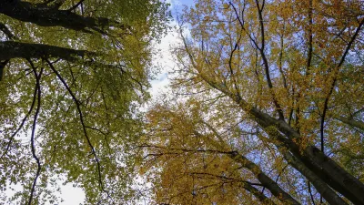 Bunte Herbstbäume ragen in den blauen Himmel.