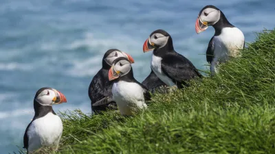 Eine Gruppe Papageientaucher sitzt im hohen Gras.
