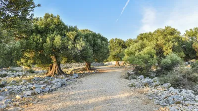 Sonnenbeschienener Pfad führt durch eine Olivenplantage in Italien