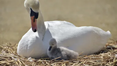 Weißer Schwan mit seinem grauen Küken liegt im Nest.