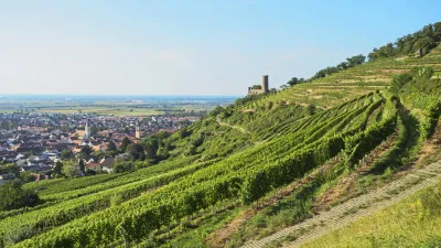 Weinberge an einem Hang mit Blick auf die Stadt und ein Schloss im Hintergrund.
