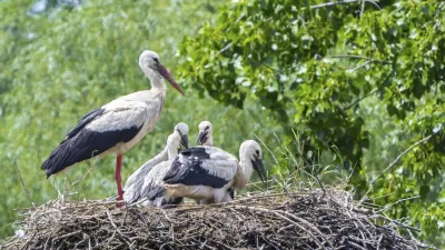 Störche mit Jungtieren sitzen in einem großen Nest.