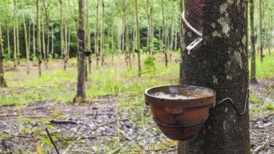 Kautschuk wird von einem Baum in einem brasilianischen Regenwald geerntet