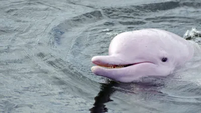 Ein rosafarbener Amazonas-Flussdelphin taucht im Wasser auf.