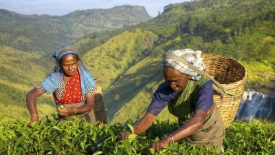 Zwei Frauen ernten Tee auf einer grünen Plantage in Sri Lanka