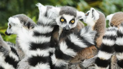 Eine Gruppe von Ringelschwanzlemuren kuschelt zusammen.